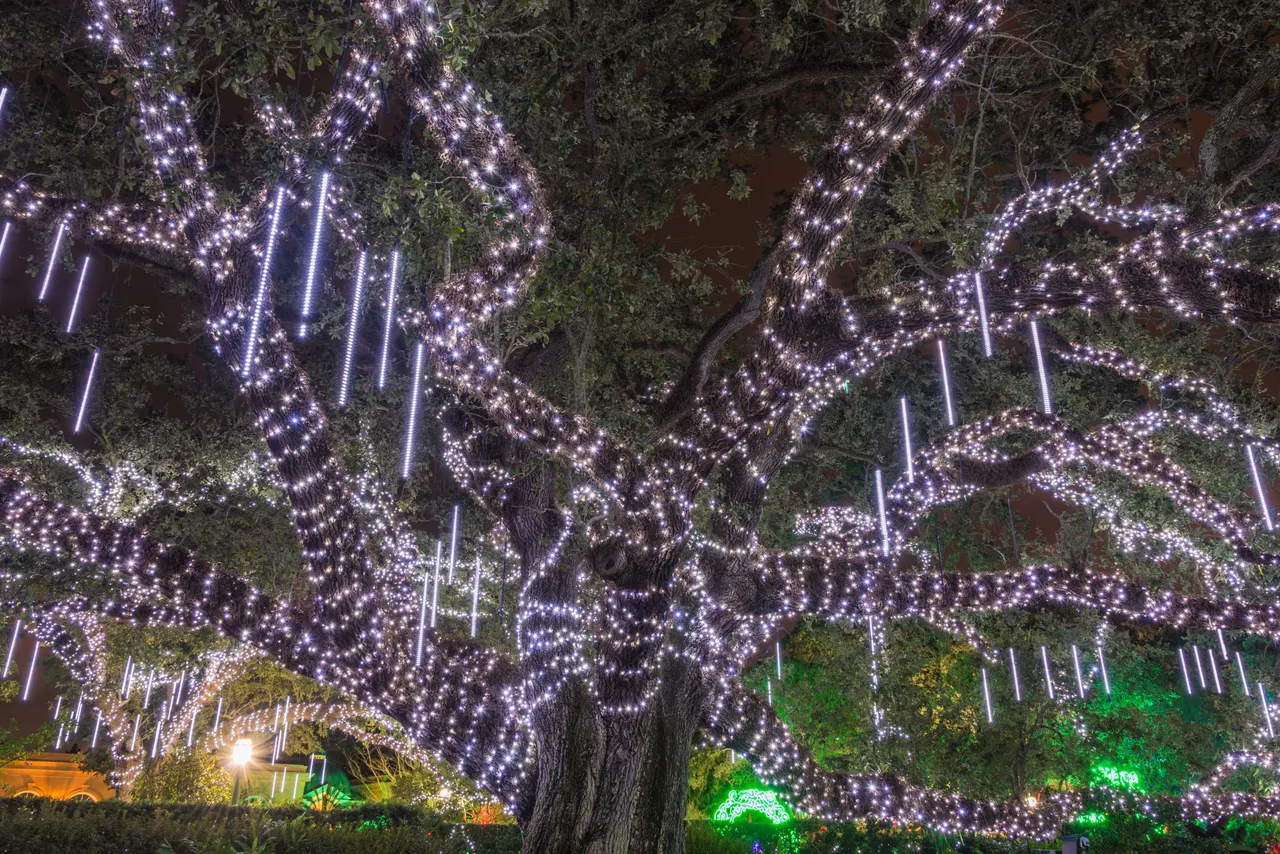 Celebration in the Oaks, photo 1 of 5