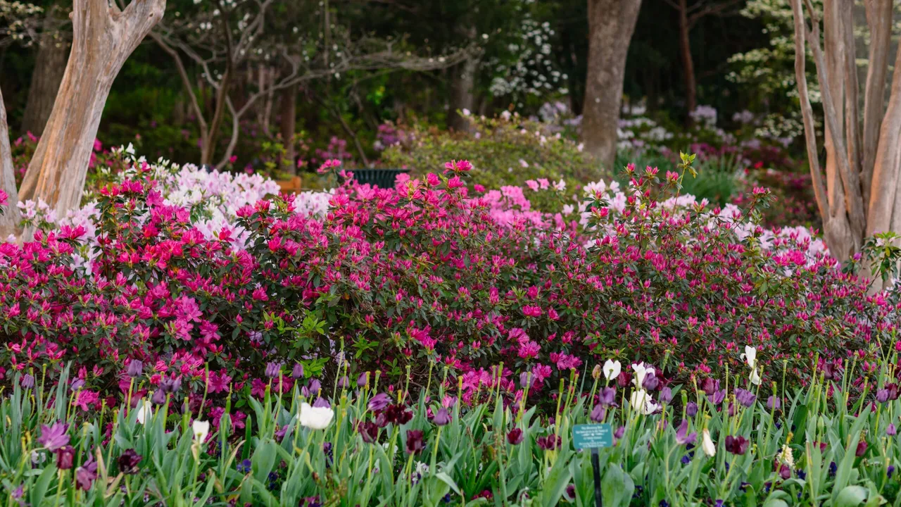 Dallas Blooms, photo 1 of 3