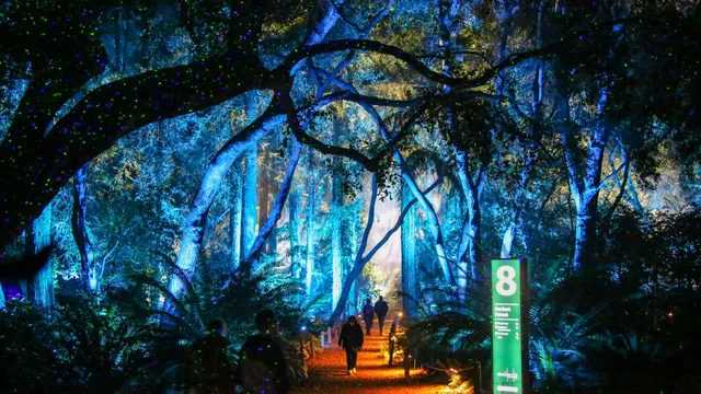 Enchanted: Forest of Light at Descanso Gardens