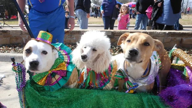 Krewe of Barkus