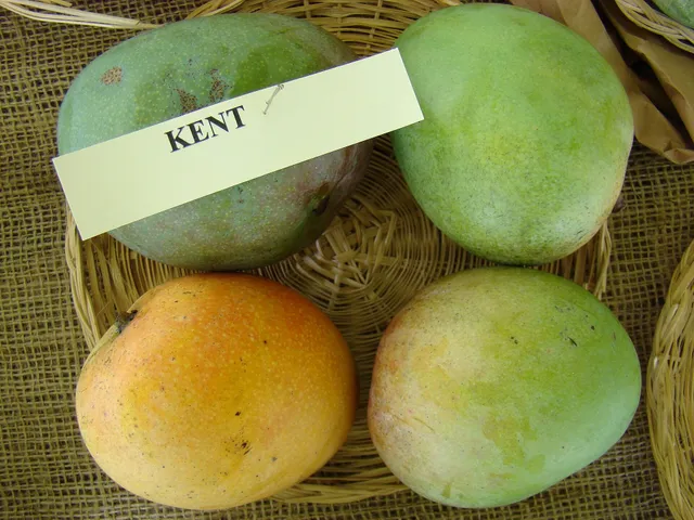Redland Summer Fruit Festival