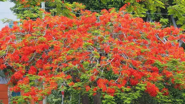 Royal Poinciana Festival