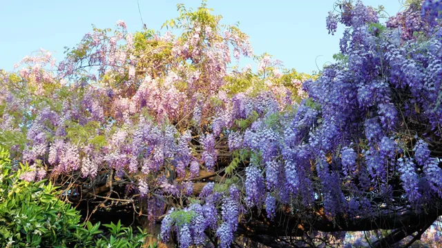 Sierra Madre Wistaria Festival