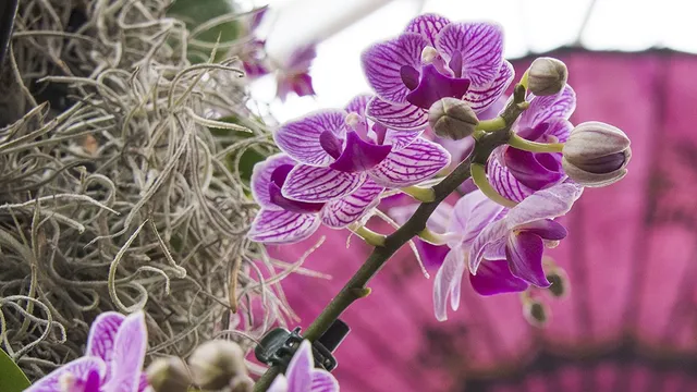 The Orchid Show at Chicago Botanic Garden