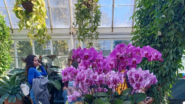 The Orchid Show at NYBG