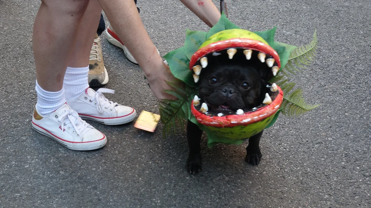 Tompkins Square Halloween Dog Parade, photo 1 of 5