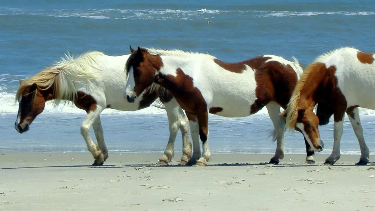 Assateague Island