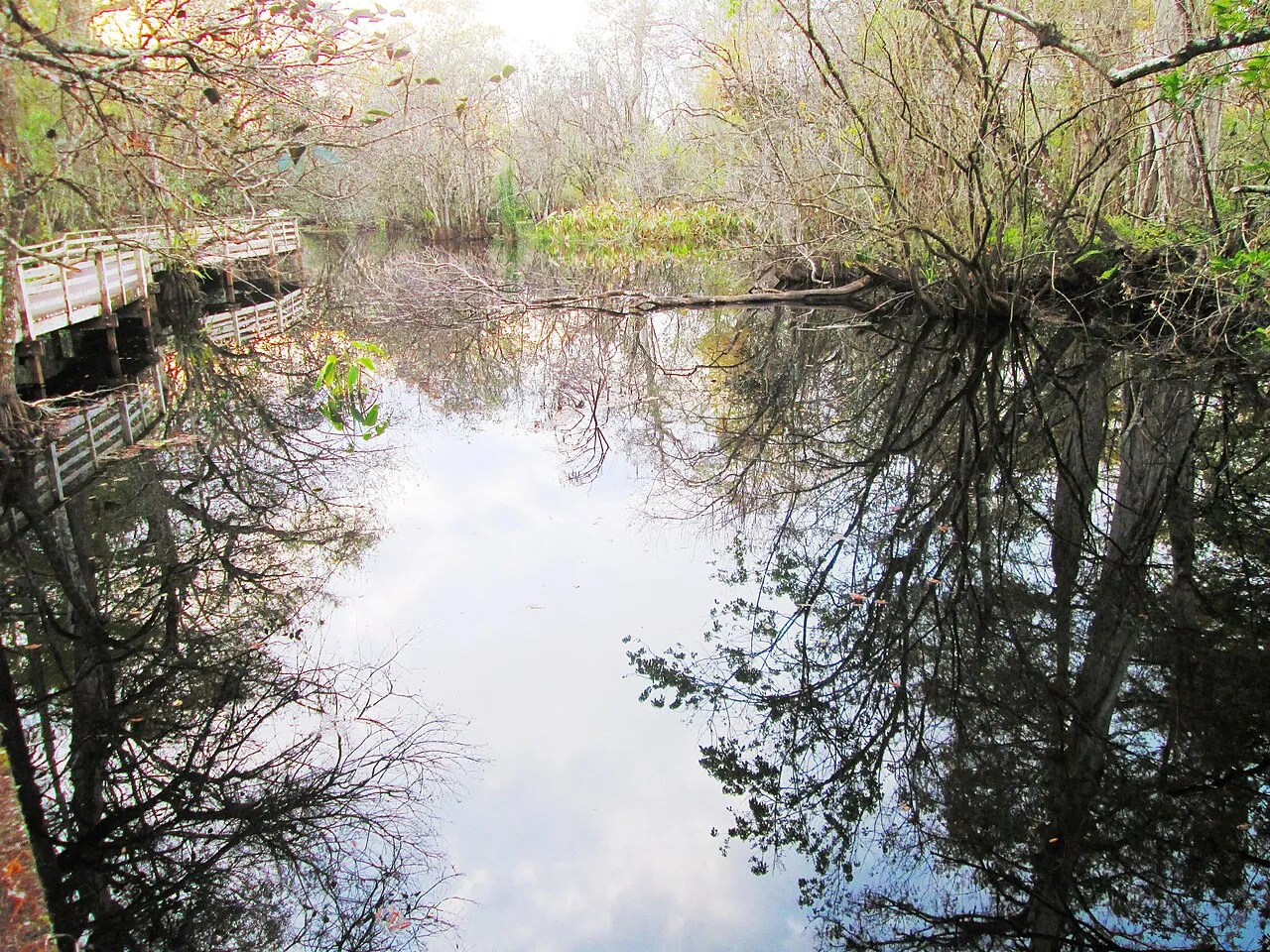 Audubon Corkscrew Swamp Sanctuary