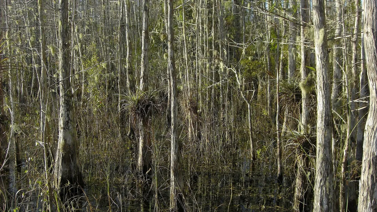 Big Cypress National Preserve