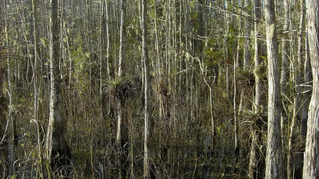 Big Cypress National Preserve