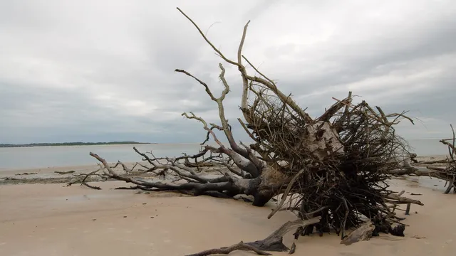 Wild Florida Atlantic Coast Beaches