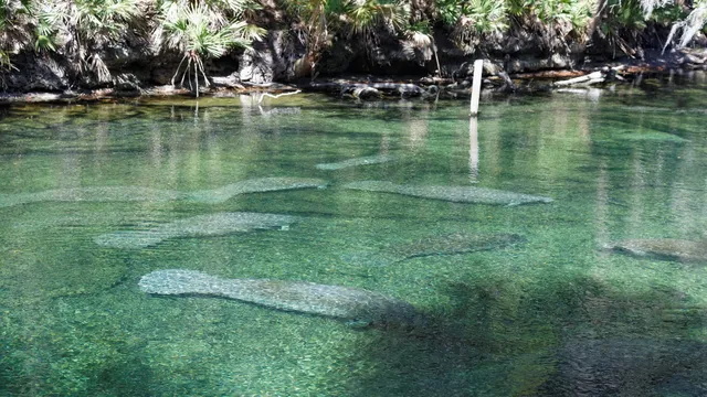 Where to See Manatees in Florida