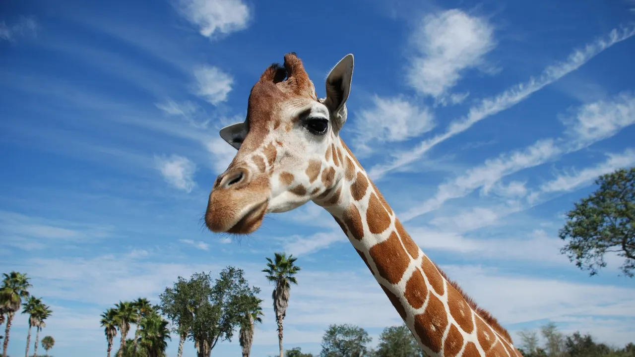 Busch Gardens Tampa Bay