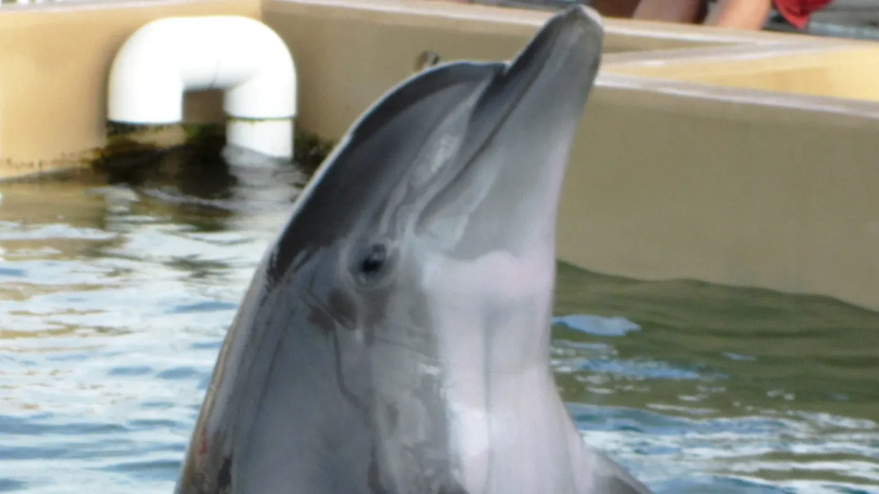 Clearwater Marine Aquarium