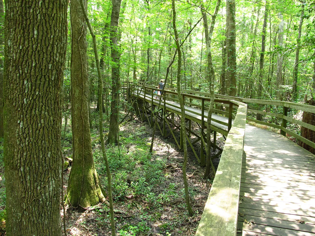 Congaree National Park