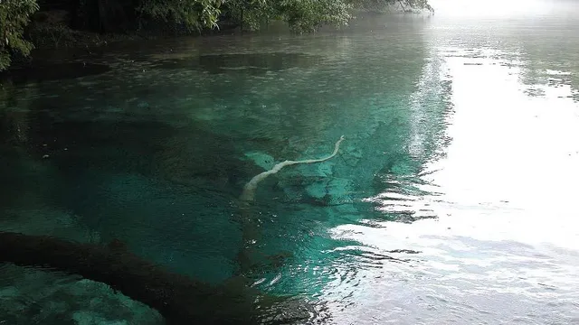 Cypress Spring