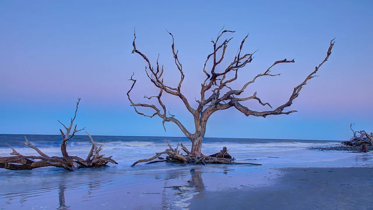 Driftwood Beach