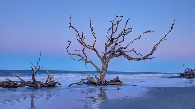 Driftwood Beach