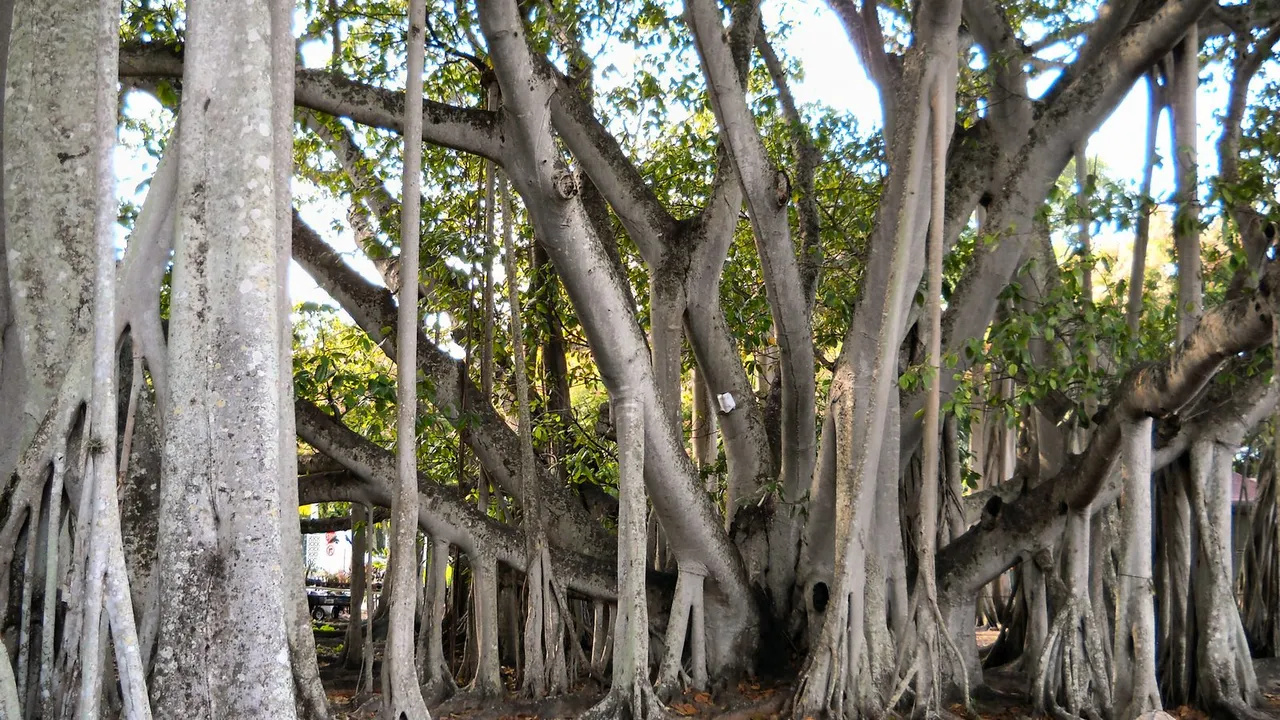 Edison and Ford Winter Estates