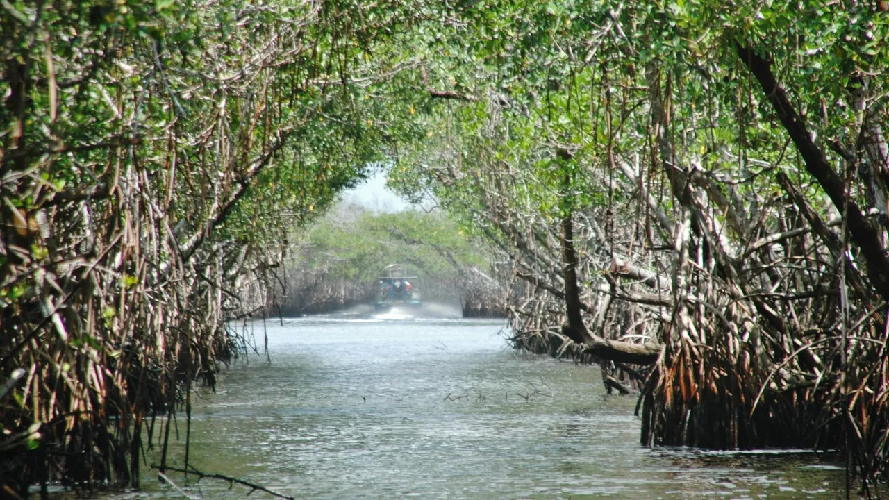 Everglades Airboat Tours