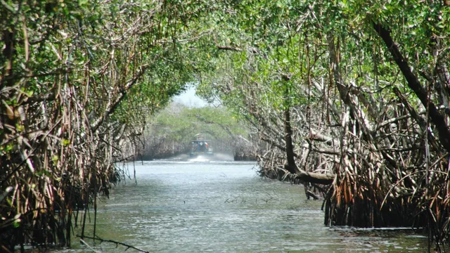 Everglades Airboat Tours