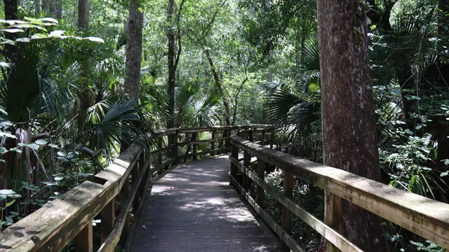 Highlands Hammock State Park