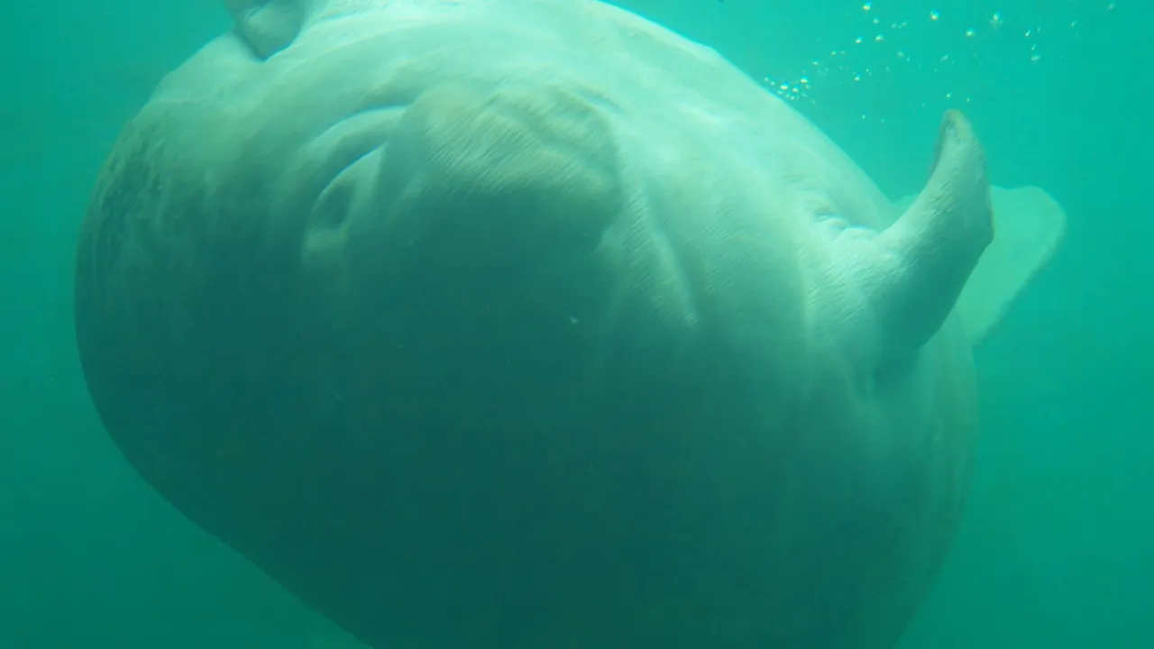 Ellie Schiller Homosassa Springs Wildlife State Park