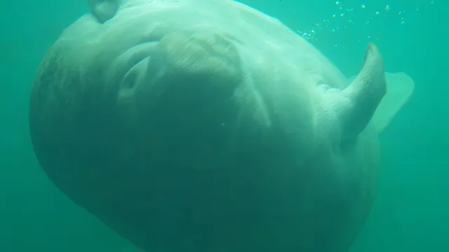 Ellie Schiller Homosassa Springs Wildlife State Park