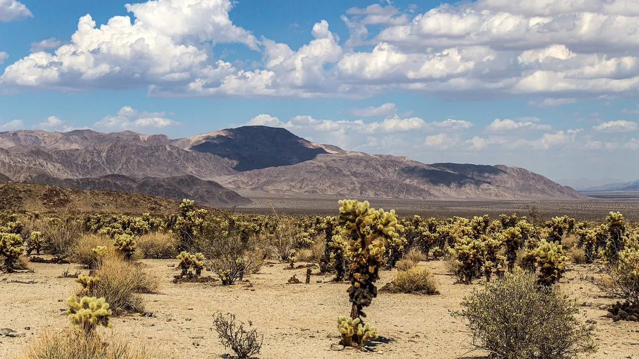 Joshua Tree National Park