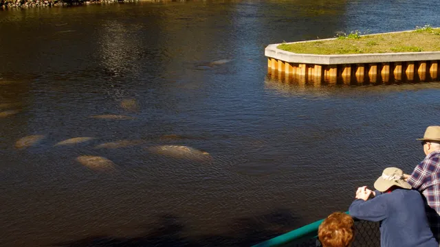 Lee County Manatee Park