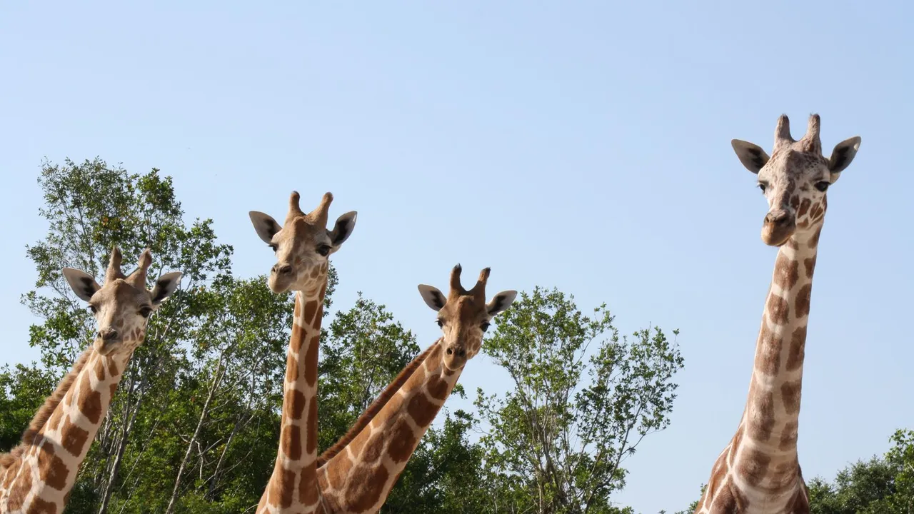 Naples Zoo at Caribbean Gardens