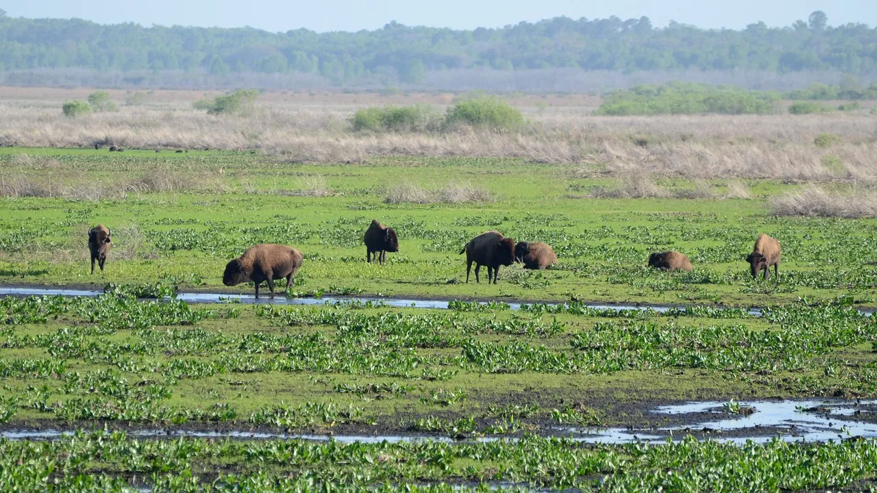 Paynes Prairie Preserve State Park