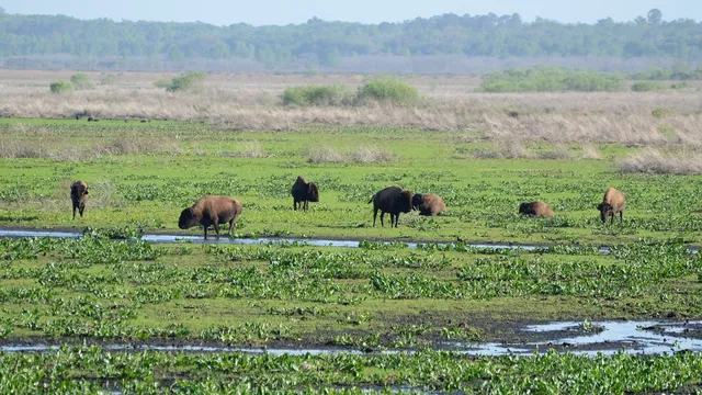 Paynes Prairie Preserve State Park