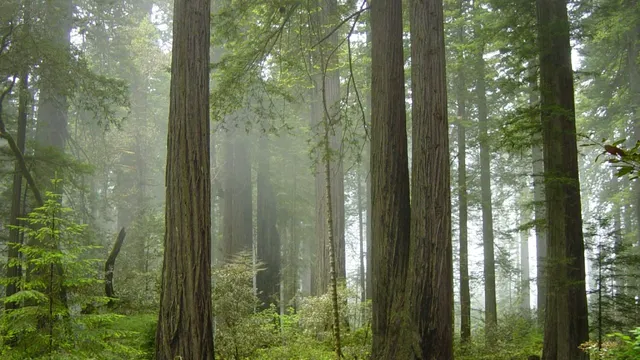 Redwood National Park