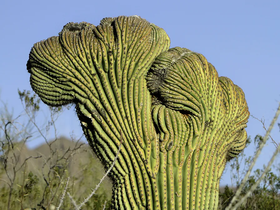 Saguaro National Park