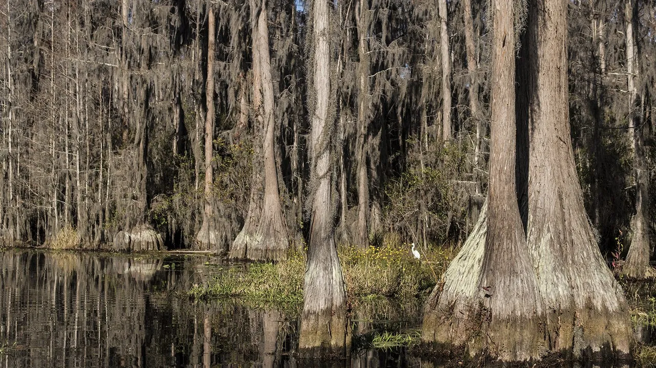 Stephen C. Foster State Park