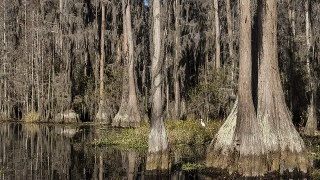 Stephen C. Foster State Park